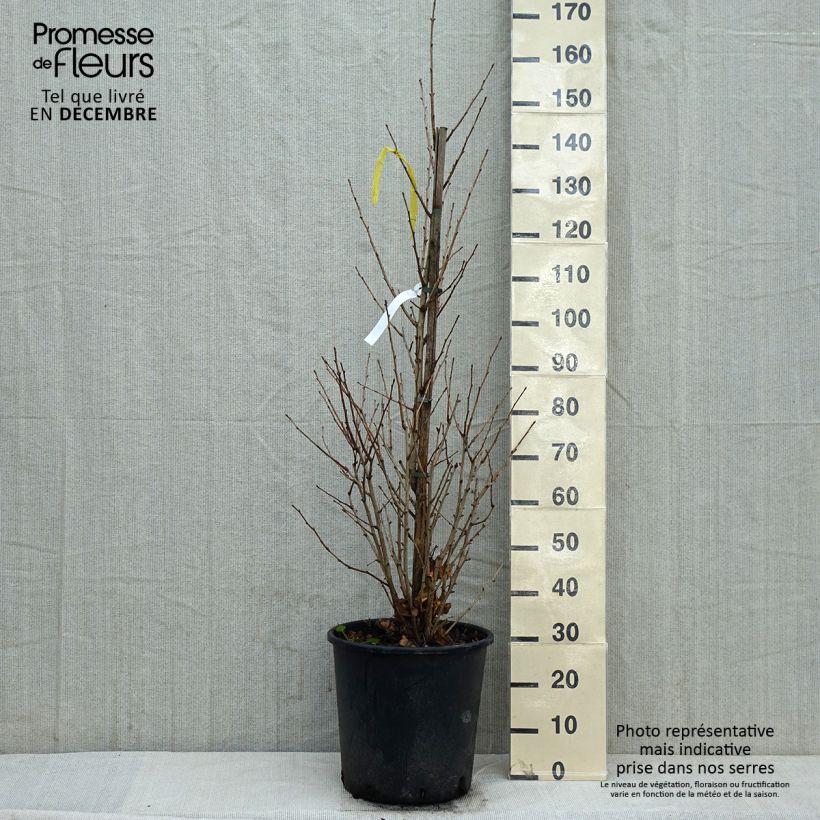 Spécimen de Ginkgo biloba Eiffel Pot de 30L/35L tel que livré en hiver