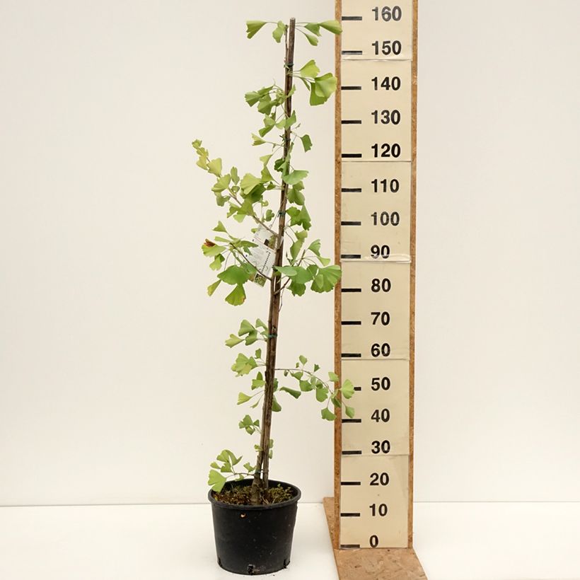 Spécimen de Ginkgo Biloba fastigiata Gold Flame - Arbre aux quarante écus Pot de 7,5L/10L tel que livré en été