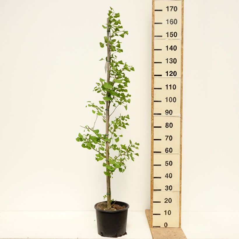 Spécimen de Ginkgo Biloba fastigiata Gold Flame - Arbre aux quarante écus Pot de 7,5L/10L tel que livré au printemps