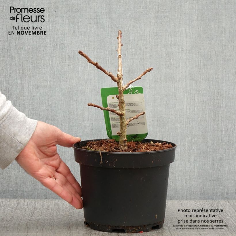 Spécimen de Ginkgo biloba Mariken - Arbre aux quarante écus nain Pot de 2L/3L, Touffe tel que livré en automne