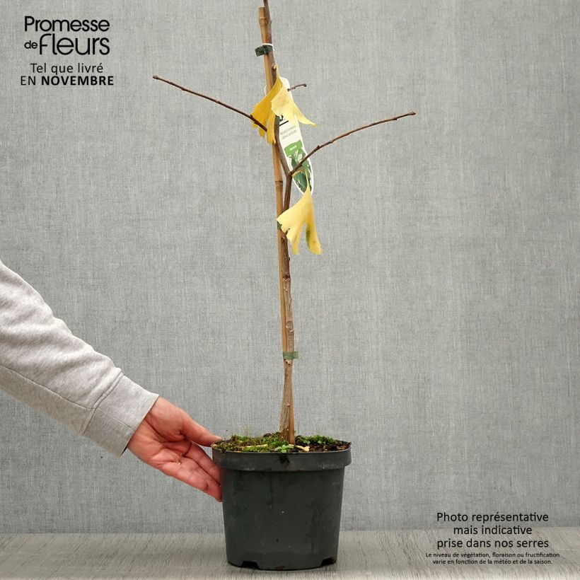 Spécimen de Ginkgo biloba - Arbre aux quarante écus Pot de 2L/3L tel que livré en automne