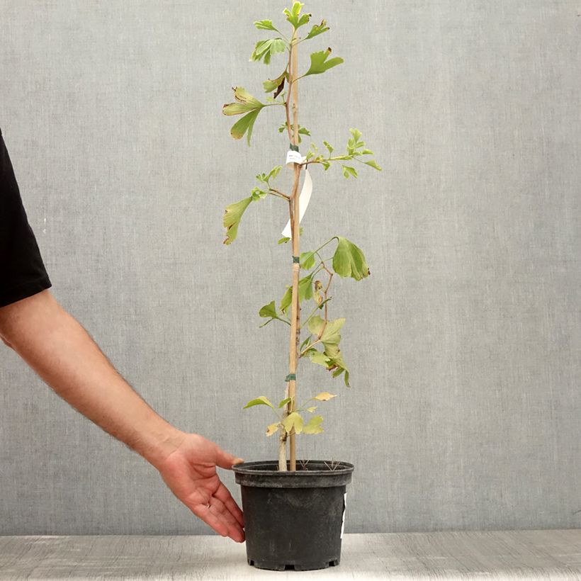 Spécimen de Ginkgo biloba - Arbre aux quarante écus Pot de 2L/3L tel que livré en été