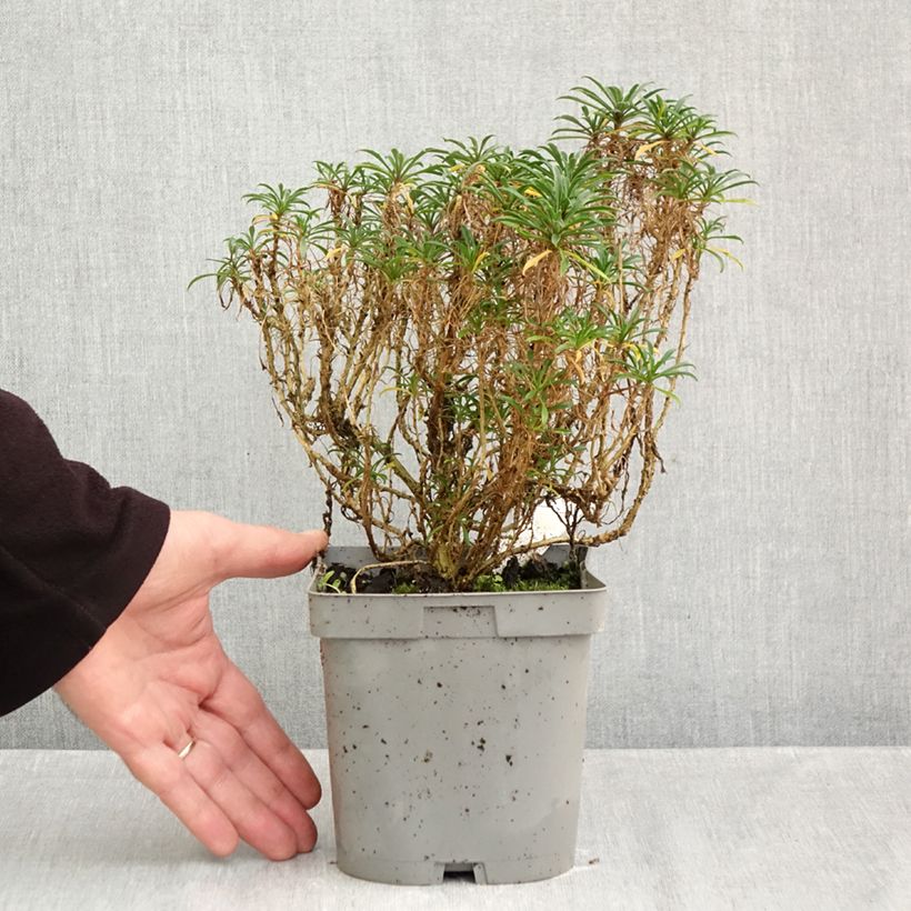 Spécimen de Giroflée - Erysimum Constant Cheer Pot de 2L/3L tel que livré en automne
