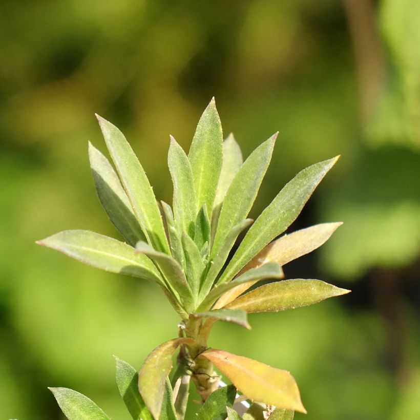 Giroflée vivace - Erysimum Colour Vibe Orange (Feuillage)