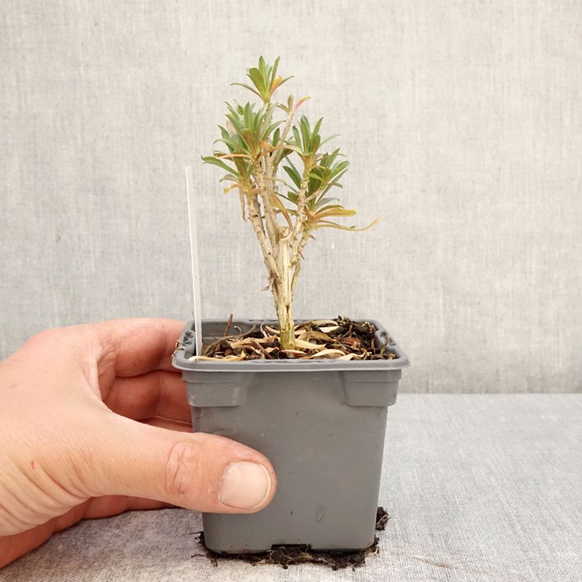 Spécimen de Giroflée vivace - Erysimum Colour Vibe Orange Godet de 8/9 cm tel que livré au printemps