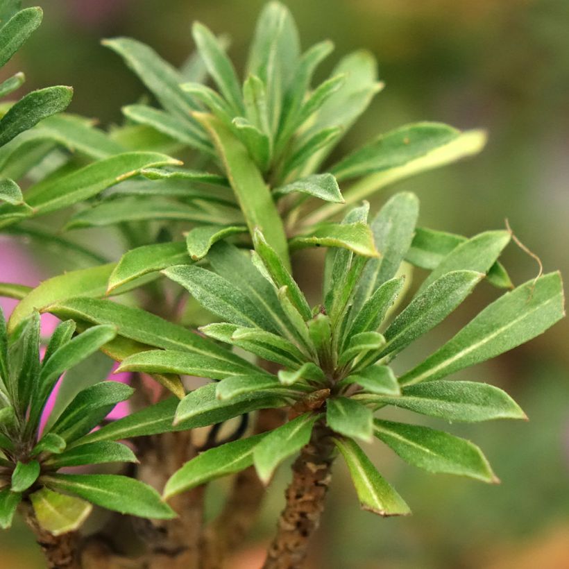 Giroflée vivace - Erysimum Colour Vibe Purple (Feuillage)