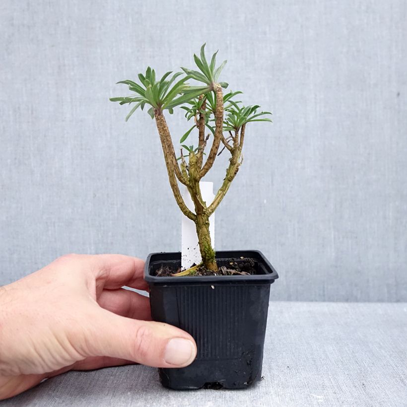 Spécimen de Giroflée vivace - Erysimum Colour Vibe Purple Godet de 8/9 cm tel que livré en automne