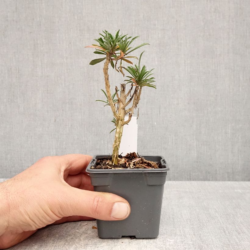 Spécimen de Giroflée vivace - Erysimum Colour Vibe Purple Godet de 8/9 cm tel que livré au printemps