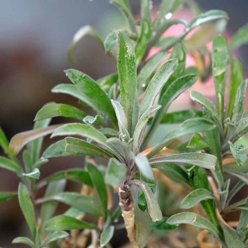 Giroflée vivace - Erysimum Colour Vibe Red (Feuillage)