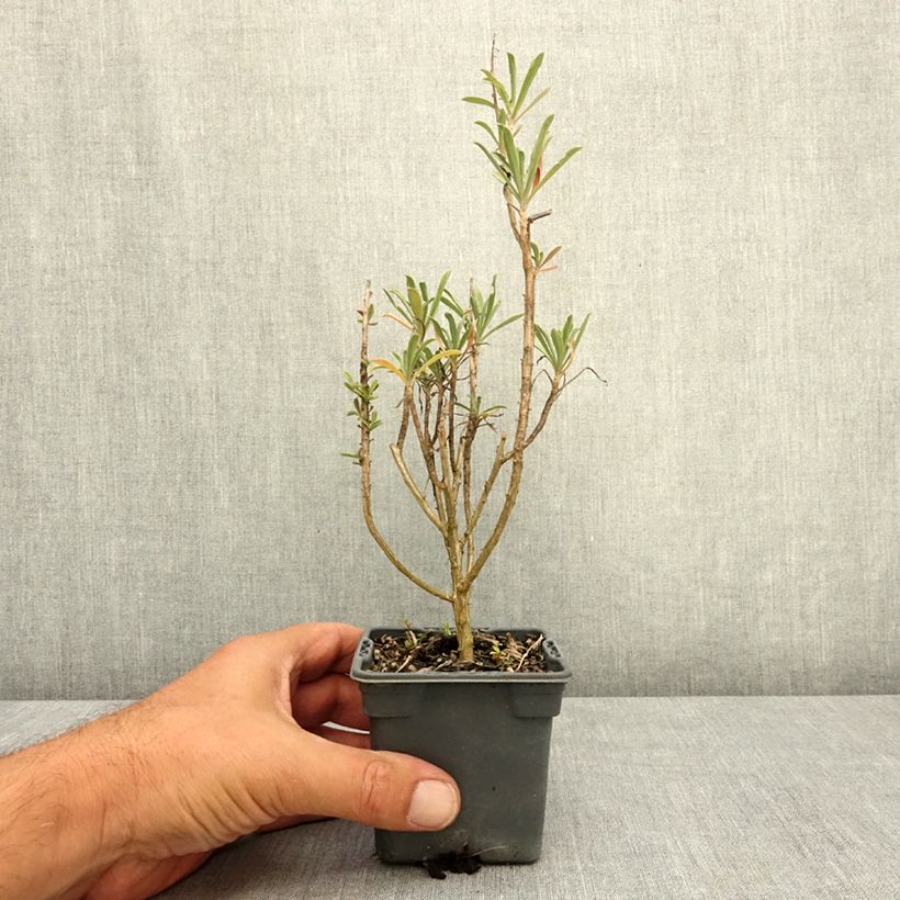 Spécimen de Giroflée vivace - Erysimum Colour Vibe Red Godet de 8/9 cm tel que livré en été