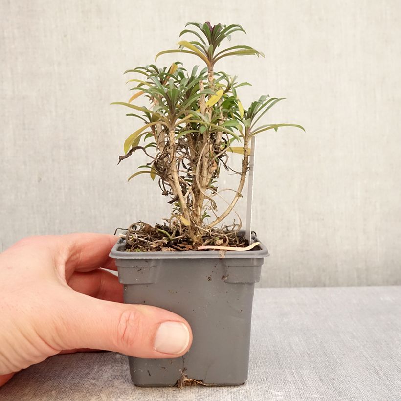 Amostra de Erysimum Colour Vibe Red Vaso de 8/9 cm tal como entregue no inverno