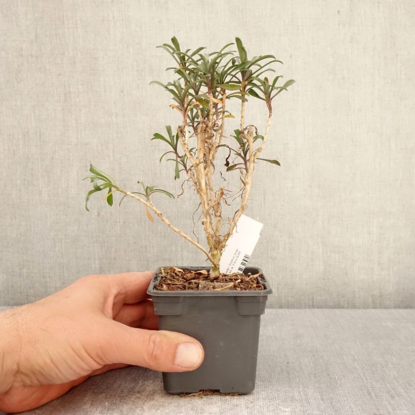 Spécimen de Giroflée vivace - Erysimum Colour Vibe Red Godet de 8/9 cm tel que livré au printemps