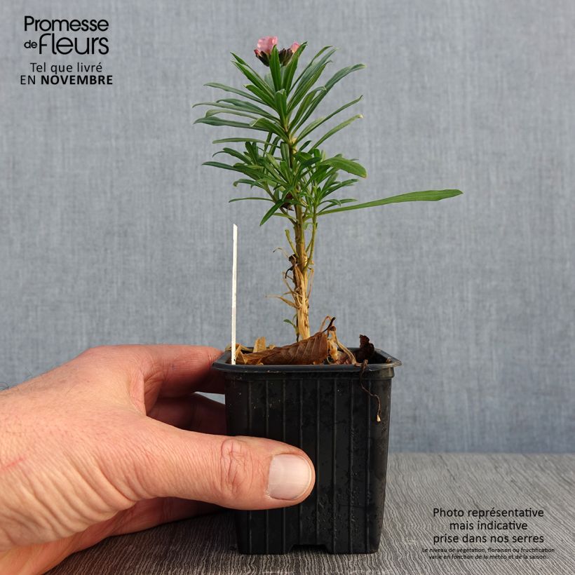 Spécimen de Giroflée vivace - Erysimum Poem Lavender  Godet de 8/9 cm tel que livré en automne