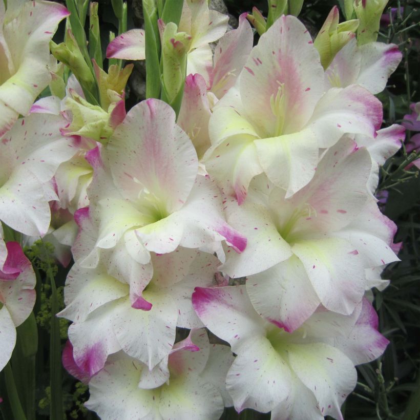 Glaïeul colvillei Frozen Sparks (Floraison)