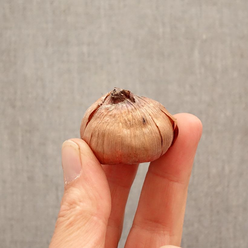 Spécimen de Glaïeul à grandes fleurs Cookie Bulbe calibre 12+ tel que livré au printemps