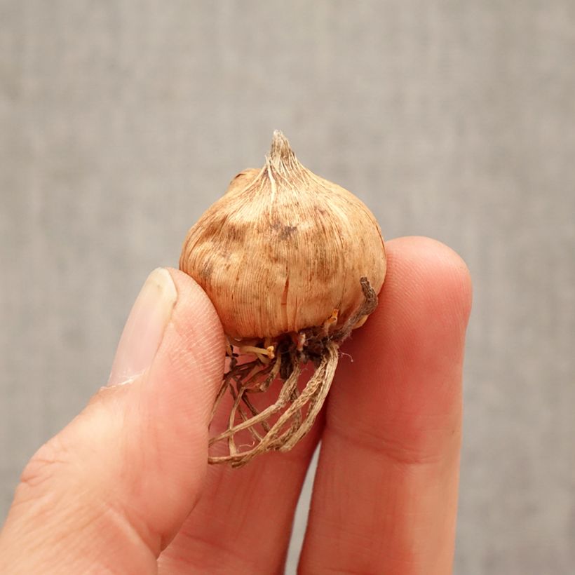 Spécimen de Glaïeul à grandes fleurs Glamini Emmy Bulbe calibre 8+ tel que livré au printemps