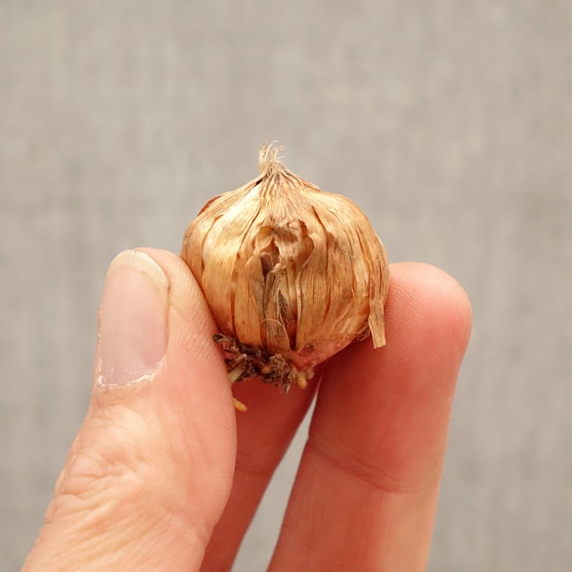 Spécimen de Glaïeul à grandes fleurs Glamini Jenny Bulbe calibre 8+ tel que livré au printemps