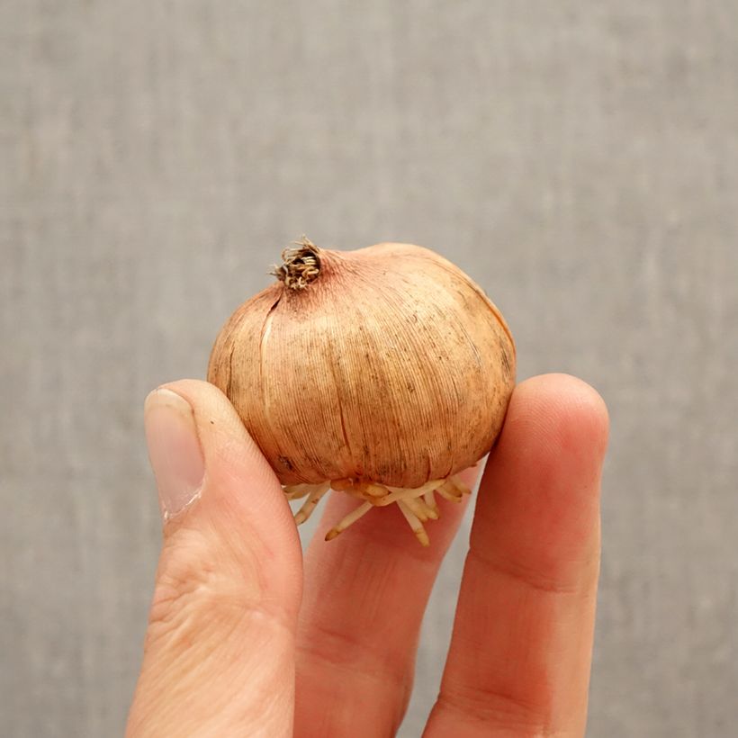 Spécimen de Glaïeul à grandes fleurs Hugo Bulbe calibre 12/14 tel que livré au printemps