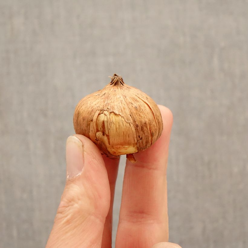 Spécimen de Glaïeul à grandes fleurs Sunglow Bulbe calibre 12/14 tel que livré au printemps