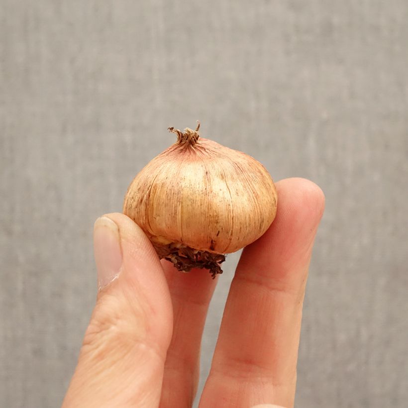 Spécimen de Glaïeul à grandes fleurs Tineke Bulbe calibre 12/14 tel que livré au printemps