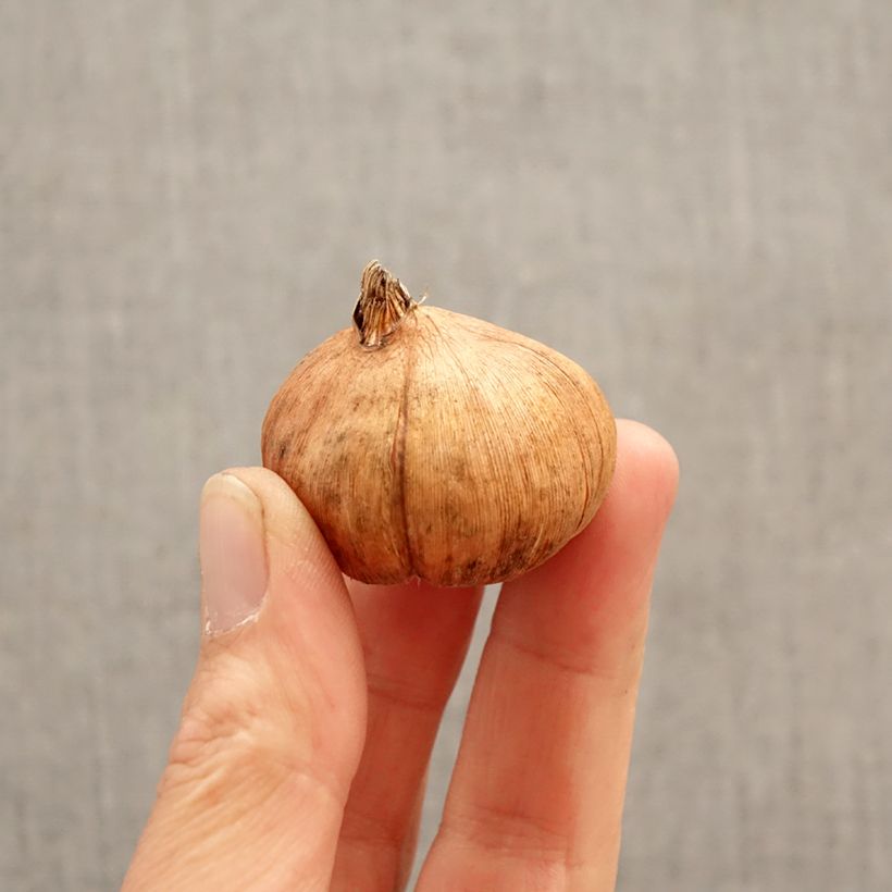 Spécimen de Glaïeul à grandes fleurs Triton Bulbe calibre 12/14 tel que livré au printemps