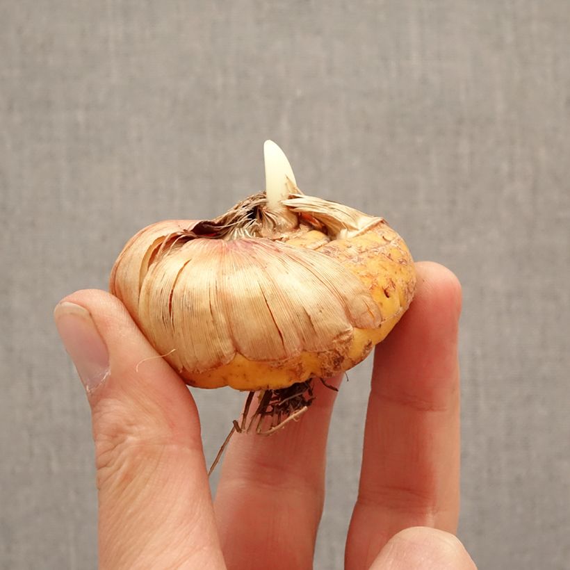 Spécimen de Glaïeul à grandes fleurs Vista Bulbe calibre 14+ tel que livré au printemps