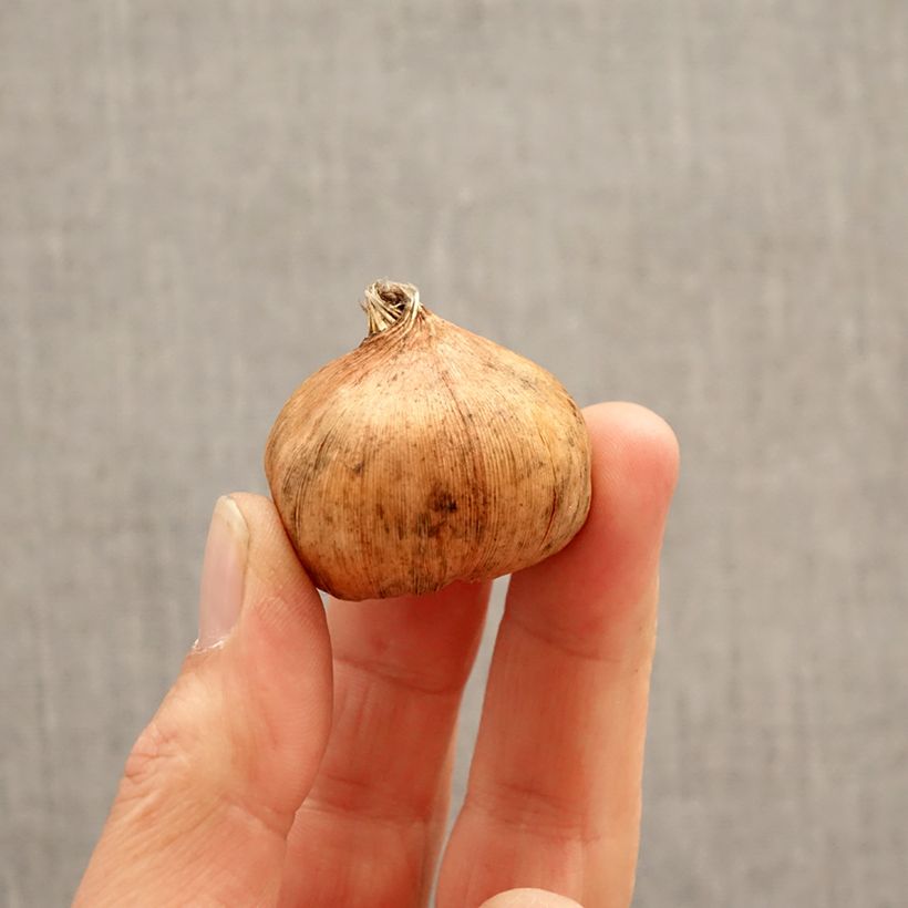Spécimen de Glaïeul à grandes fleurs Yellowa Bulbe calibre 12/14 tel que livré au printemps