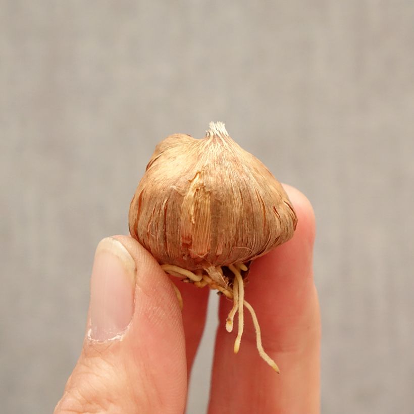 Spécimen de Glaïeul à petites fleurs Gladdies Peter Bulbe calibre 8+ tel que livré au printemps