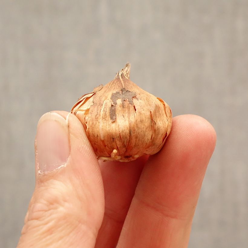 Spécimen de Glaïeul à petites fleurs Glamini Tina Bulbe calibre 8+ tel que livré au printemps
