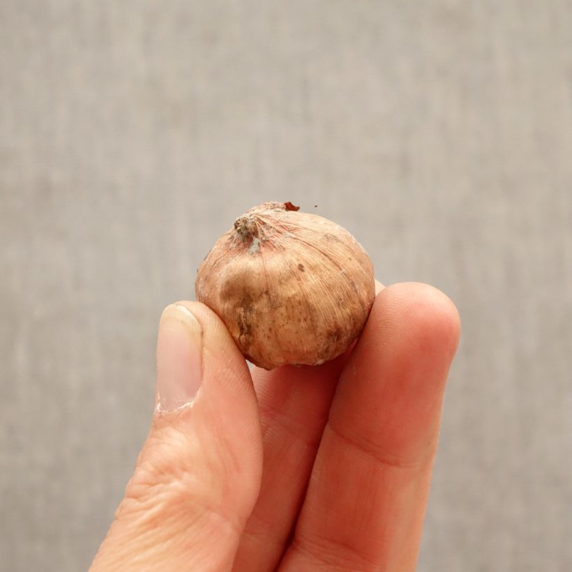 Spécimen de Glaïeul à petites fleurs Glamini Tom Bulbe calibre 8+ tel que livré au printemps