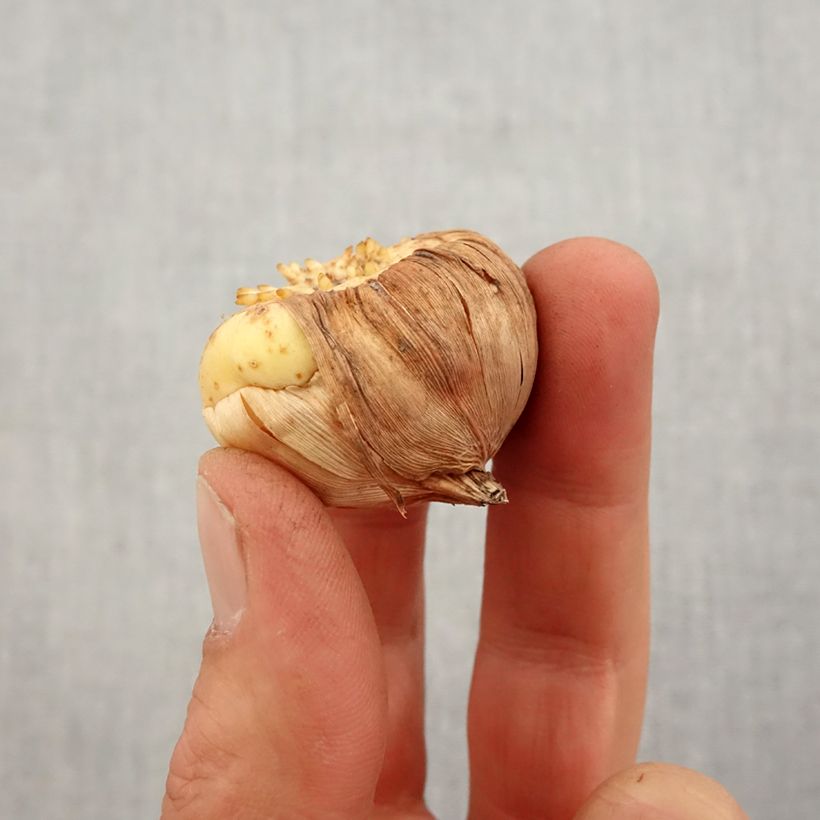 Spécimen de Glaïeul ou Gladiolus Bossa Nova Bulbe calibre 10/12 tel que livré au printemps