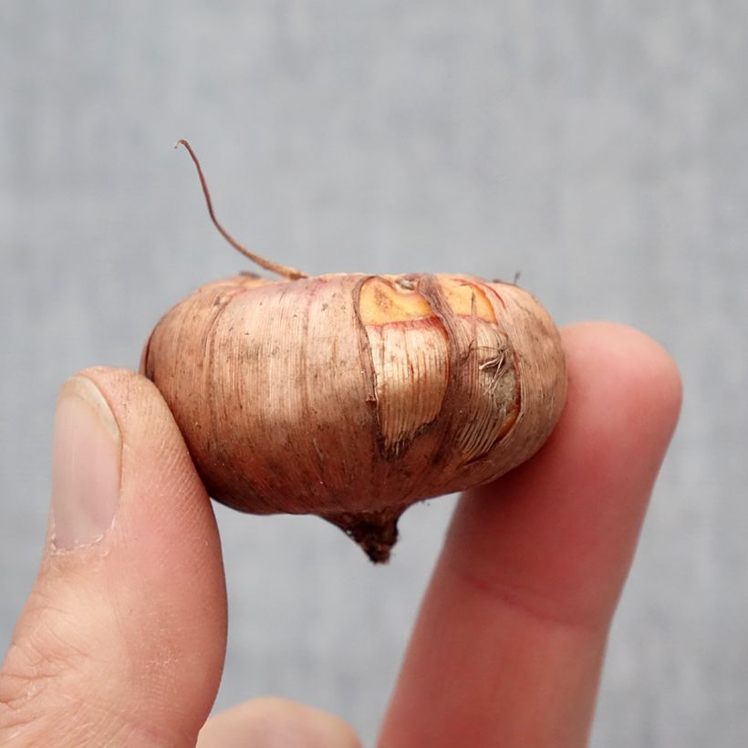 Spécimen de Glaïeul ou Gladiolus Ovatie Bulbe calibre 12+ tel que livré au printemps