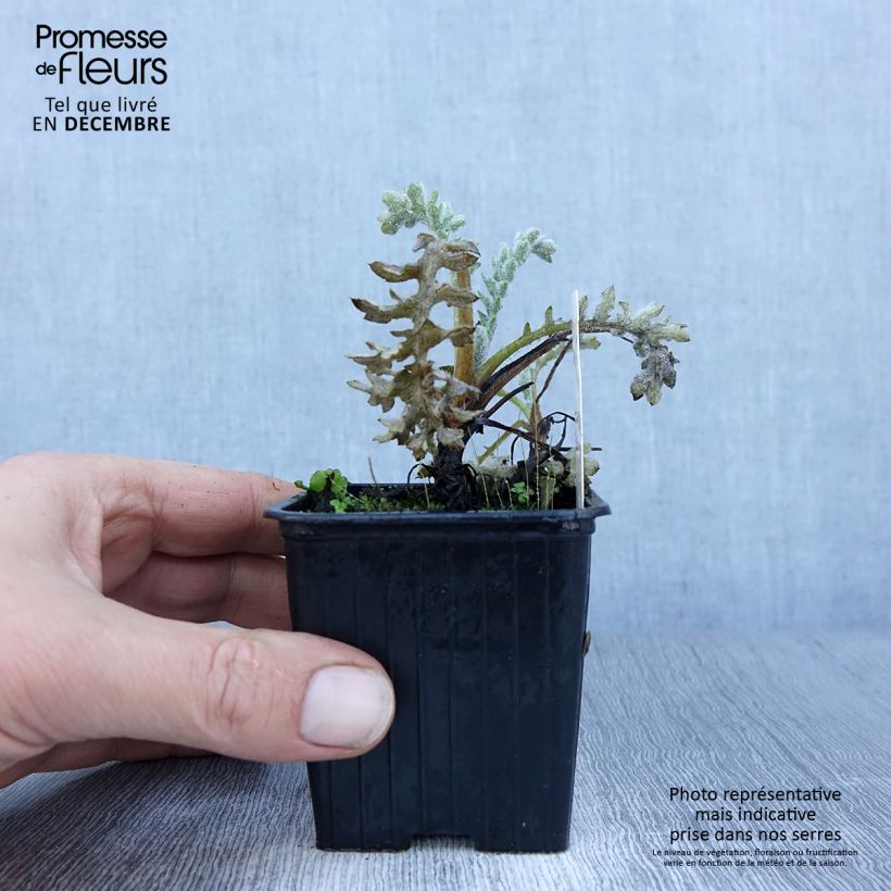 Spécimen de Glaucium flavum - Pavot cornu Godet de 8/9 cm tel que livré en hiver