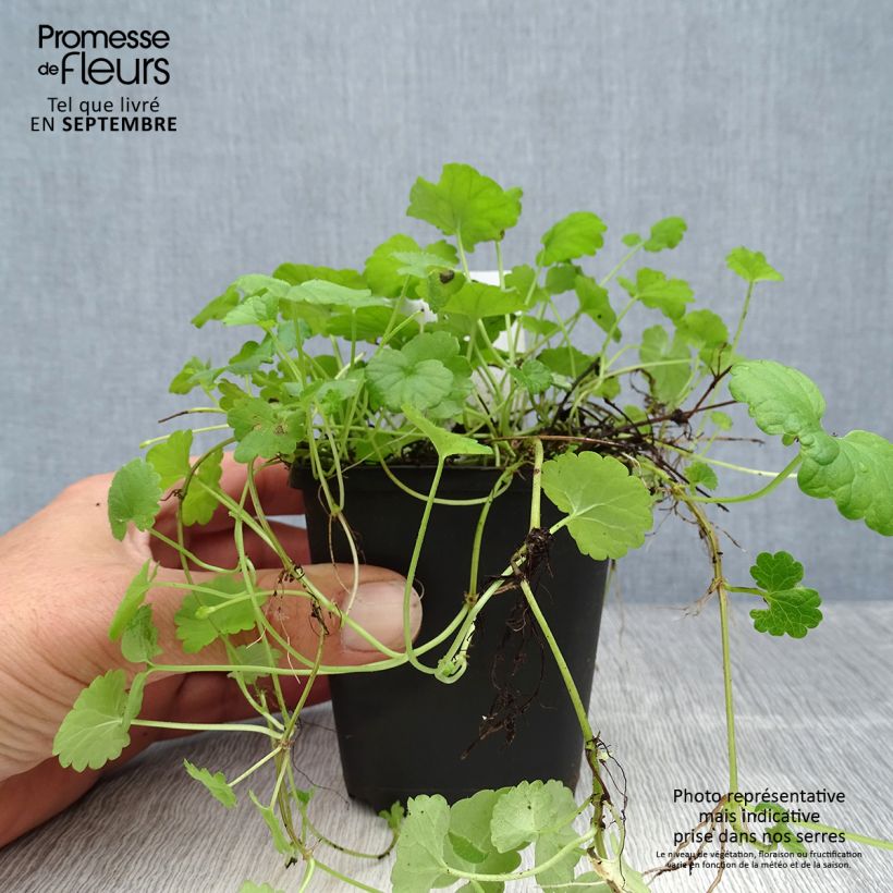 Spécimen de Glechoma hederacea - Lierre terrestre Godet de 8/9 cm tel que livré en automne