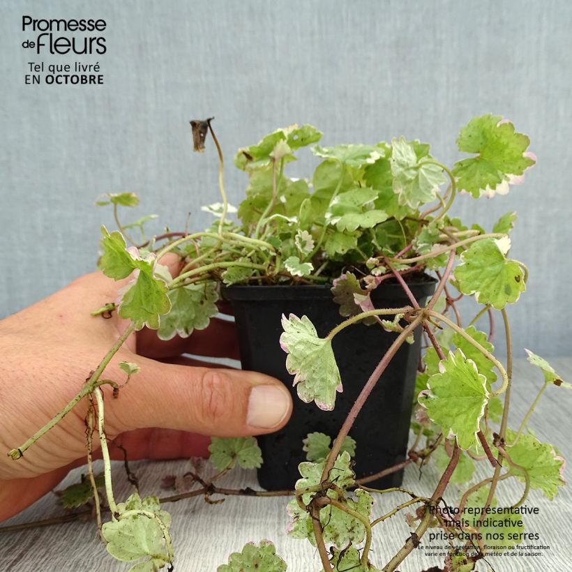 Spécimen de Glechoma hederacea Variegata - Lierre terrestre panaché Godet de 8/9 cm tel que livré en automne