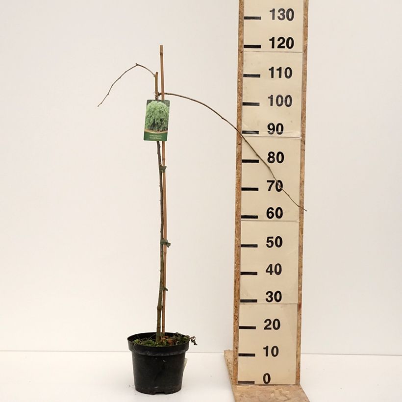 Spécimen de Gleditsia triacanthos Emerald Cascade - Févier d'Amérique Pot de 12L/15L, Tige tel que livré en hiver