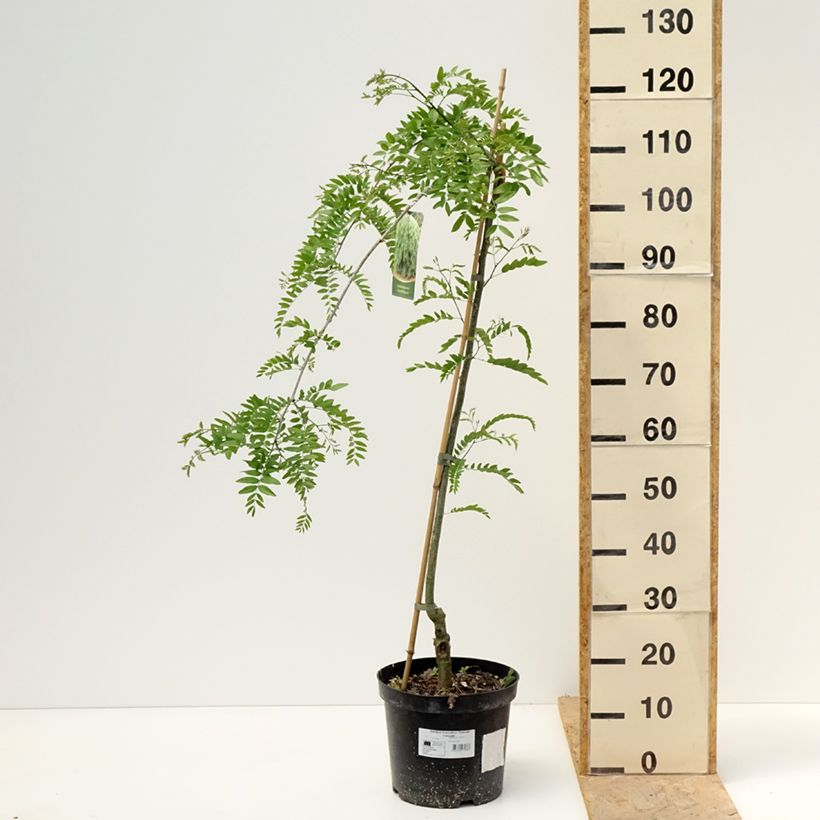 Spécimen de Gleditsia triacanthos Emerald Cascade - Févier d'Amérique Pot de 12L/15L, Tige tel que livré au printemps
