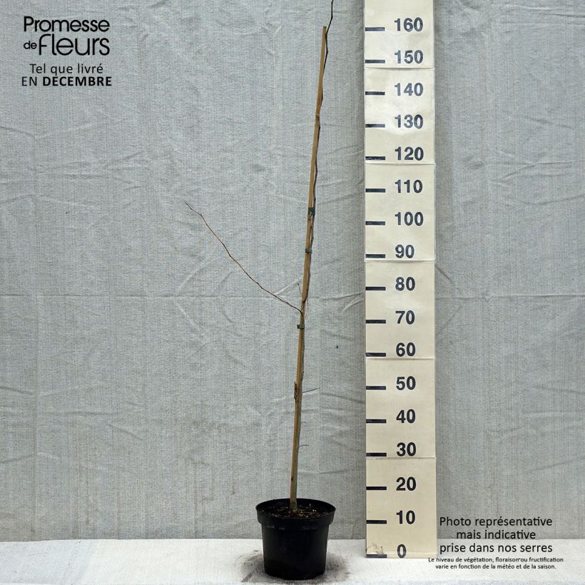 Spécimen de Gleditsia triacanthos - Févier d'Amérique Pot de 4L/5L tel que livré en hiver