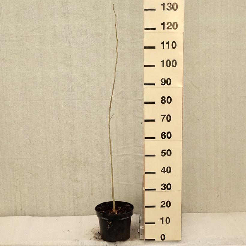 Gleditsia triacanthos - Spino di Giuda Vaso da 4L/5L esemplare consegnato in primavera