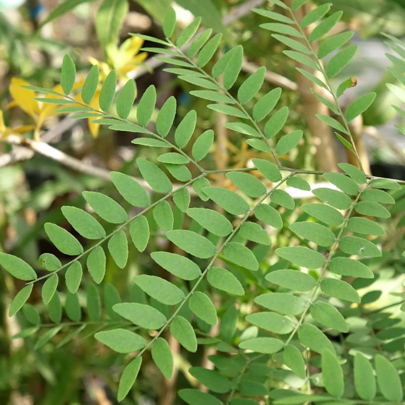 Gleditsia triacanthos Goofy - Févier d'Amérique (Feuillage)
