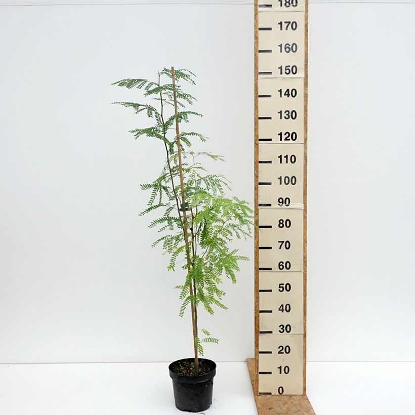 Spécimen de Gleditsia triacanthos Goofy - Févier d'Amérique Pot de 7,5L/10L tel que livré en été