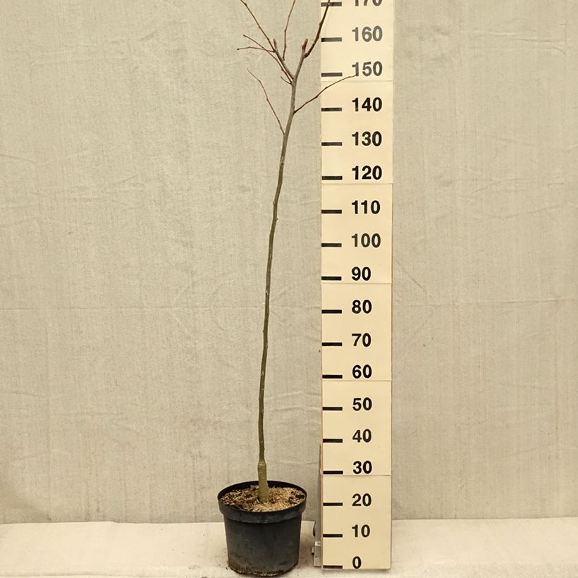 Gleditsia triacanthos f.inermis Shademaster Vaso da 7,5L/10L esemplare consegnato in primavera