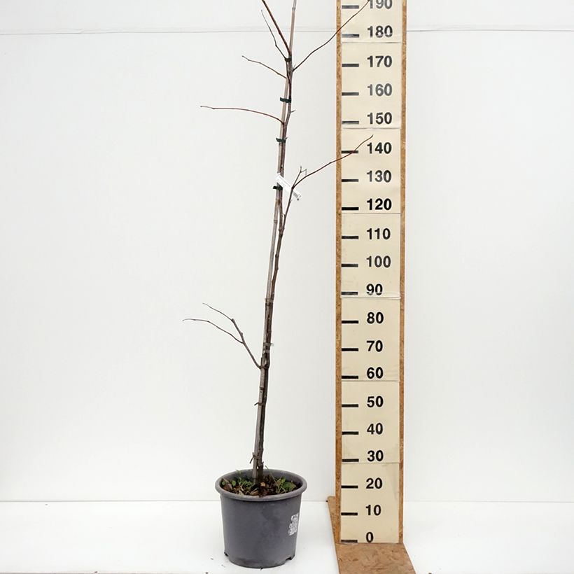 Spécimen de Gleditsia triacanthos Skyline - Févier d'Amérique Pot de 12L/15L, Baliveau tel que livré en automne