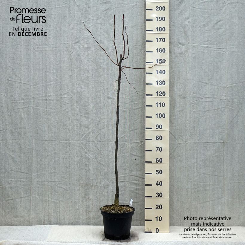 Spécimen de Gleditsia triacanthos Skyline - Févier d'Amérique Pot de 7,5L/10L tel que livré en automne