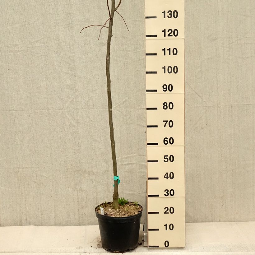 Gleditsia triacanthos f.inermis Skyline Vaso da 7,5L/10L esemplare consegnato in primavera