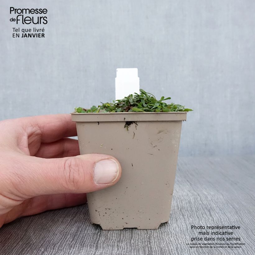 Spécimen de Globularia cordifolia Godet de 8/9 cm tel que livré en hiver