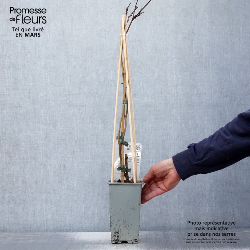 Spécimen de Glycine Blue Moon - Wisteria frutescens var. macrostachya Pot de 2L/3L tel que livré au printemps