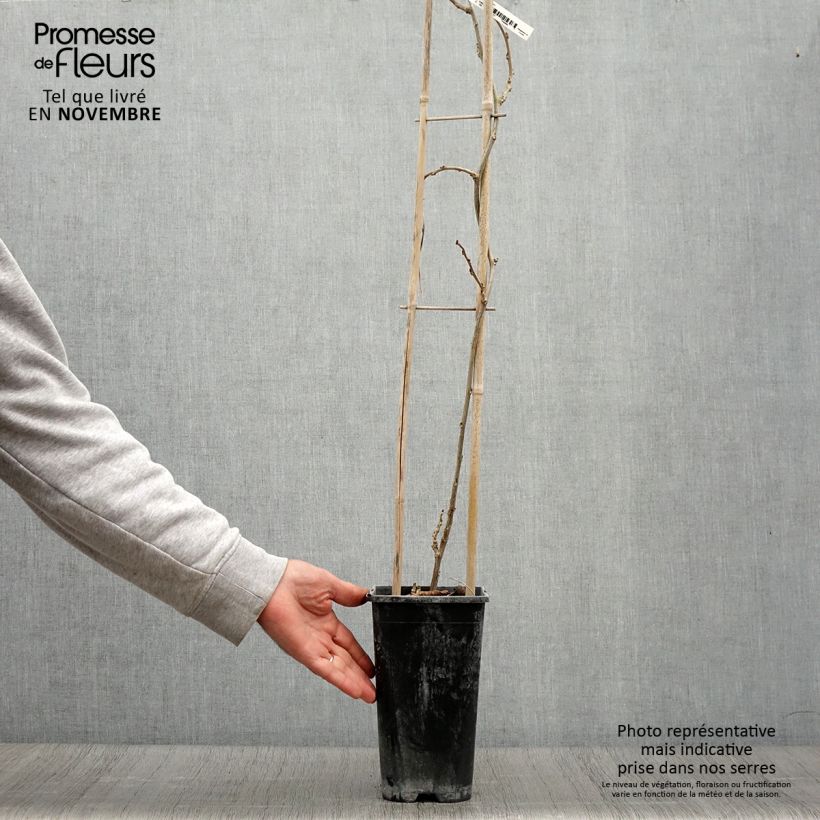 Spécimen de Glycine de Chine Blue Line - Wisteria sinensis Pot de 2L/3L tel que livré en automne
