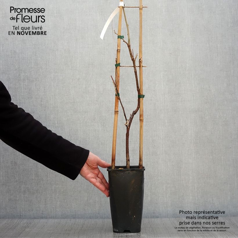 Spécimen de Glycine de Chine Caroline - Wisteria sinensis Pot de 2L/3L, Plant greffé de + de 18 mois tel que livré en automne