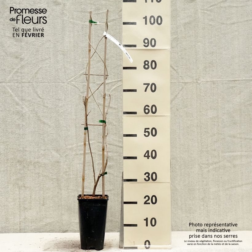 Spécimen de Glycine de Chine Caroline - Wisteria sinensis Pot de 2L/3L, Plant greffé de + de 18 mois tel que livré en hiver